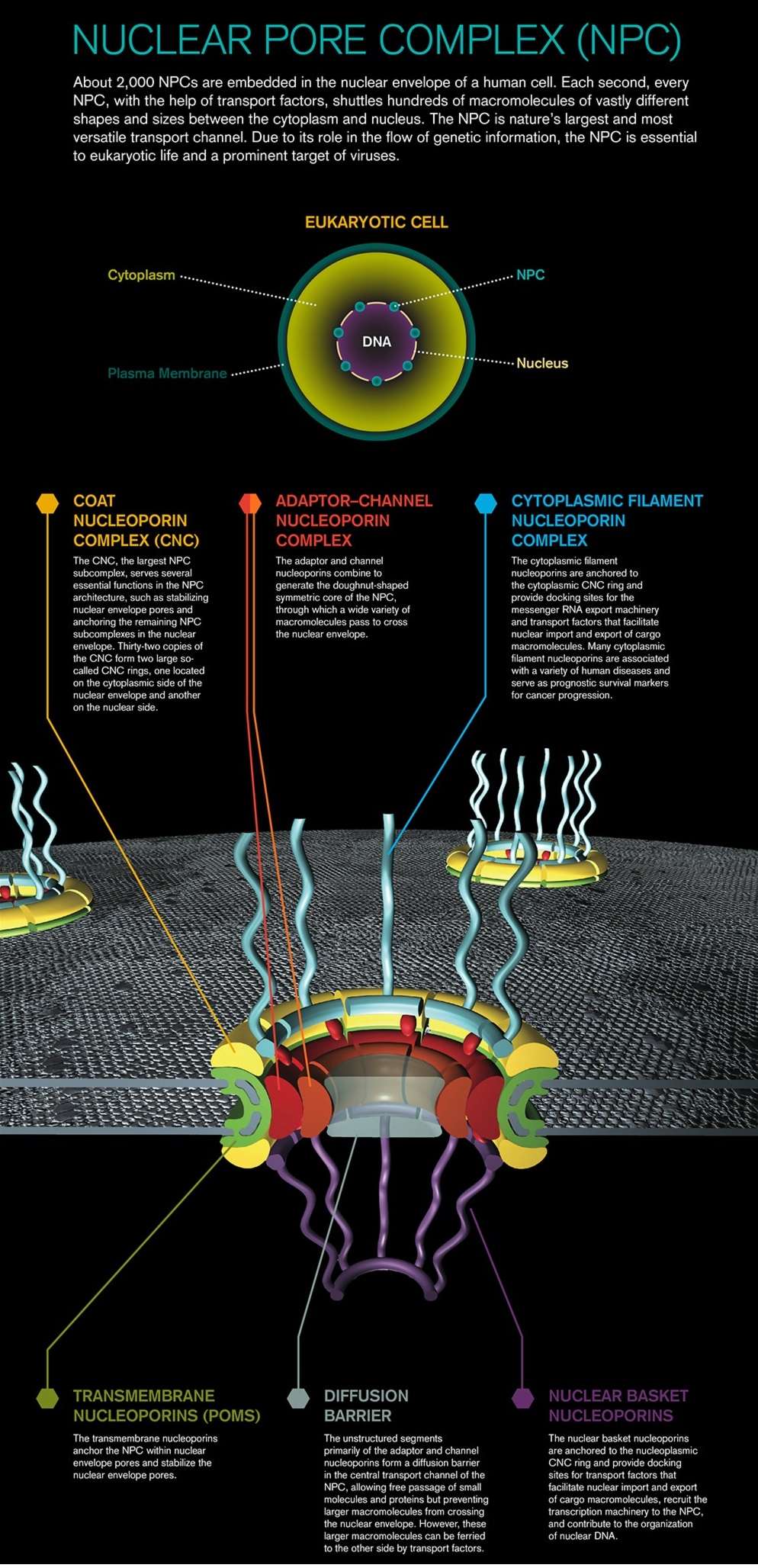 Nuclear pore complexes. Design, or evolution ? Caltec13