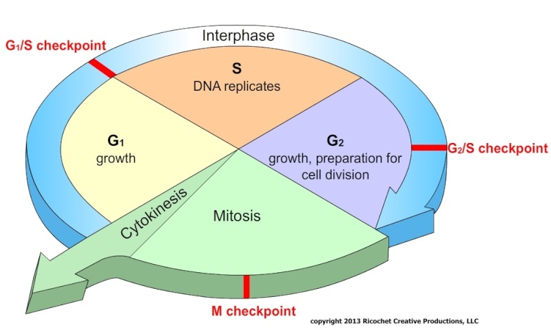 The Cell cycle Biology Diagrams