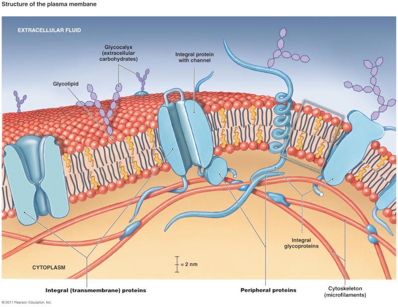 Cell Membranes, origins through natural mechanisms, or design ? Cellme10