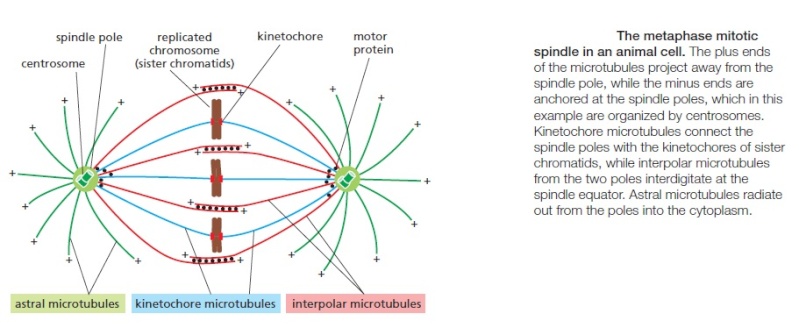 Centriole/Centrosome: The centriole spindle the most complex machine known in nature Centro15