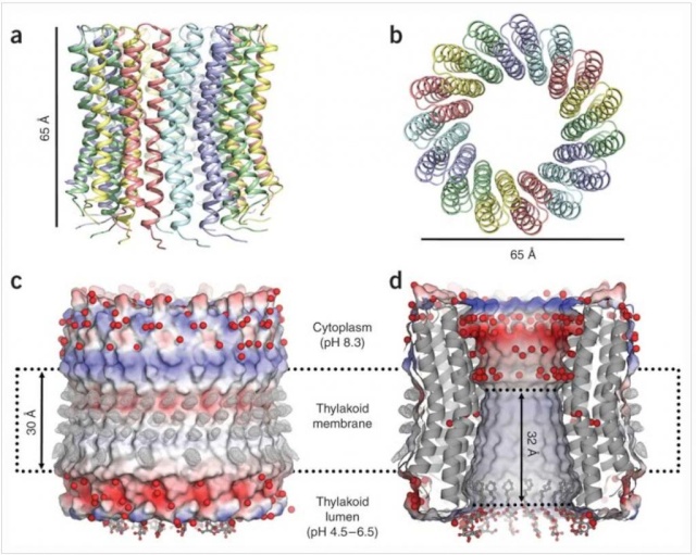 The irreducibly complex ATP Synthase nanomachine, amazing evidence of design Chloro10