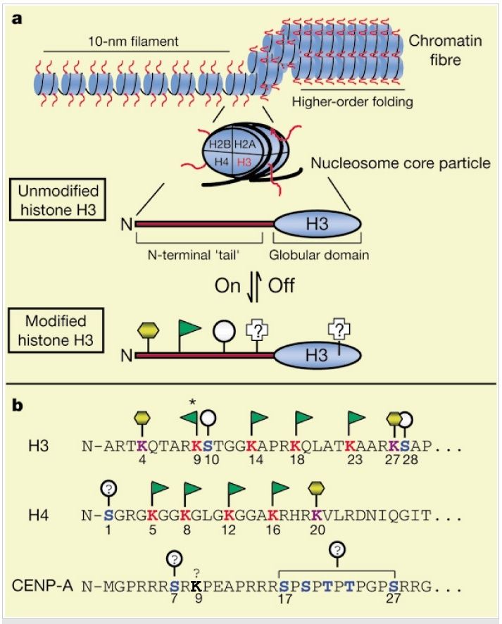 Chromatin Remodeling in Eukaryotes Chroma11