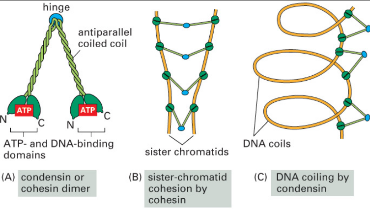 Chromosome condensation and compaction is nothing short than awe-inspiring, amazing evidence of setup by a supreme intelligence. Conden10