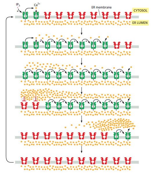 Cell Membranes, origins through natural mechanisms, or design ? Dfgf11