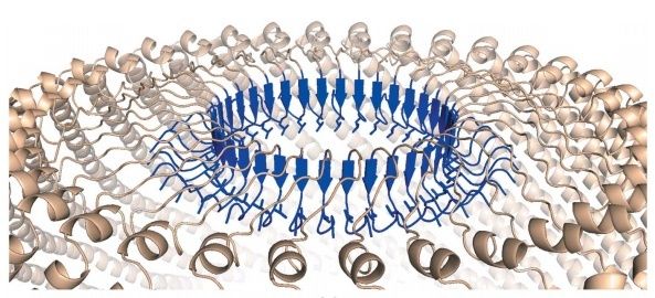 Vault particles, made by a 3d Polyribosome nano-printer Digita10