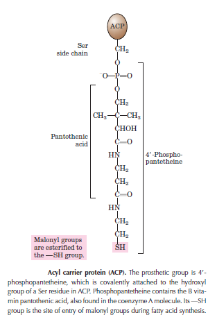 The amazing fatty acid synthase nano factories, and origin of life scenarios Dsffds10