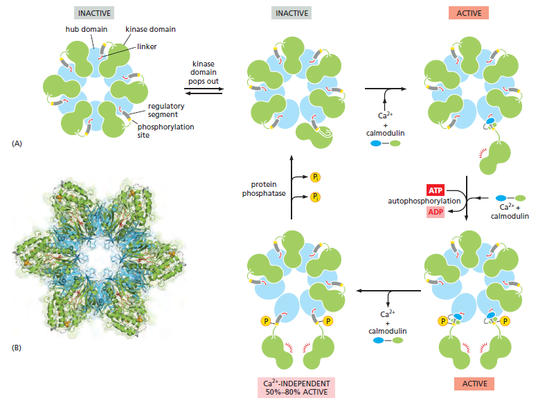 Cell Membranes, origins through natural mechanisms, or design ? Dsffsd10