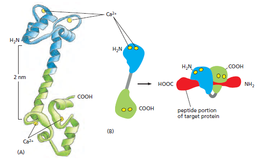 Cell Membranes, origins through natural mechanisms, or design ? Erttr10