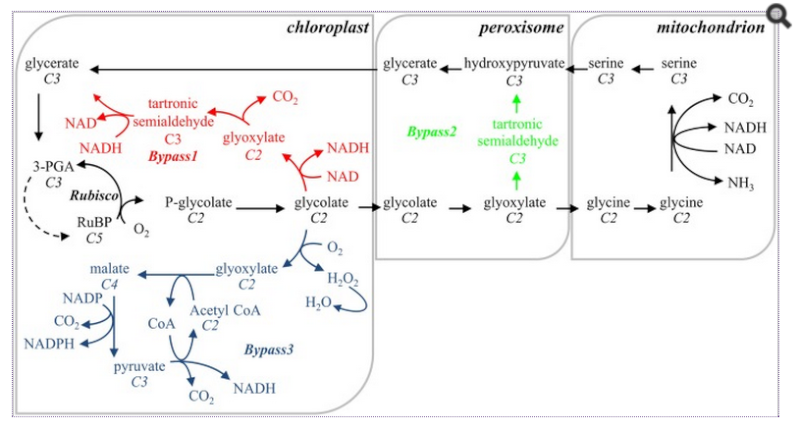 UNDERSTANDING CELLULAR RESPIRATION AND PHOTORESPIRATION Erttr11