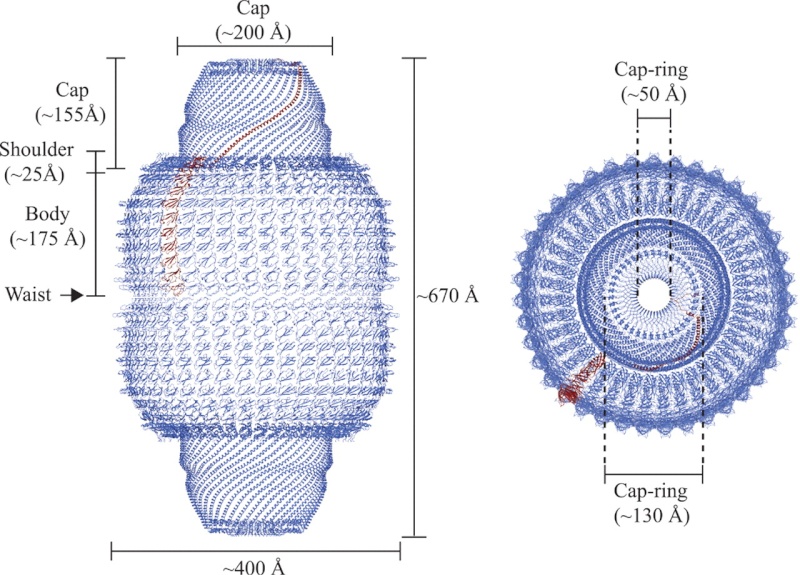 Vault particles, made by a 3d Polyribosome nano-printer F1_lar12