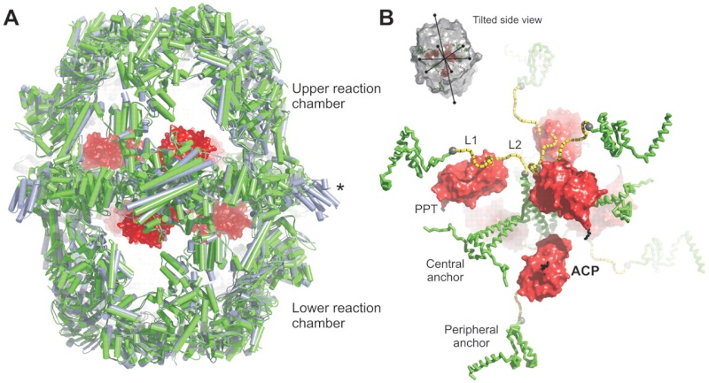The amazing fatty acid synthase nano factories, and origin of life scenarios F1_lar18