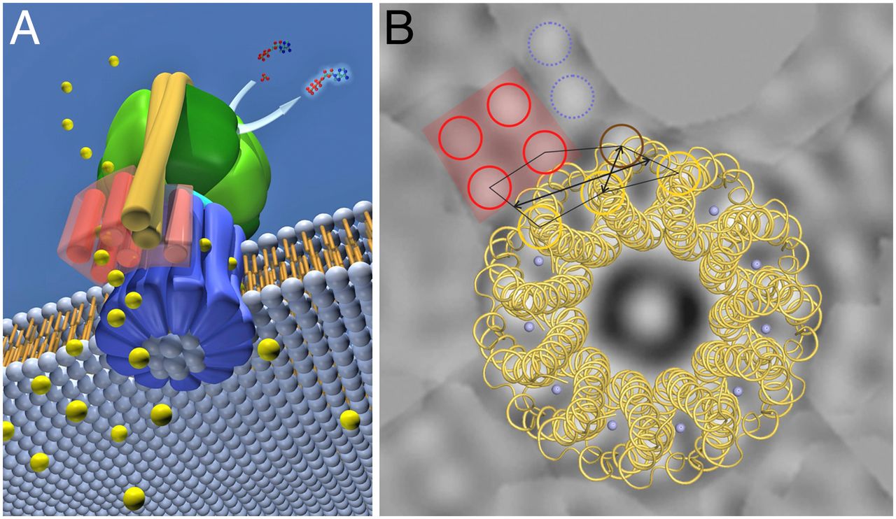 The irreducibly complex ATP Synthase nanomachine, amazing evidence of design F5_lar10