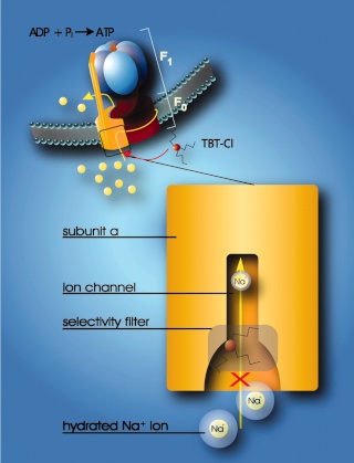 The irreducibly complex ATP Synthase nanomachine, amazing evidence of design F5_lar14