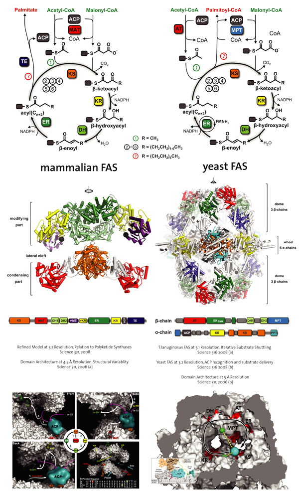 The amazing fatty acid synthase nano factories, and origin of life scenarios Fas_sm10