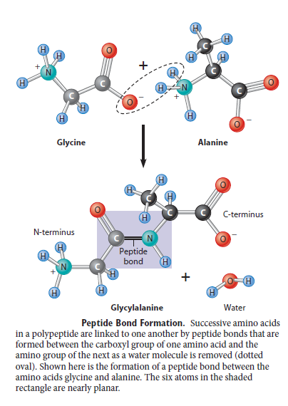 Peptide bonding of amino acids to form proteins and its origins Fdggd10