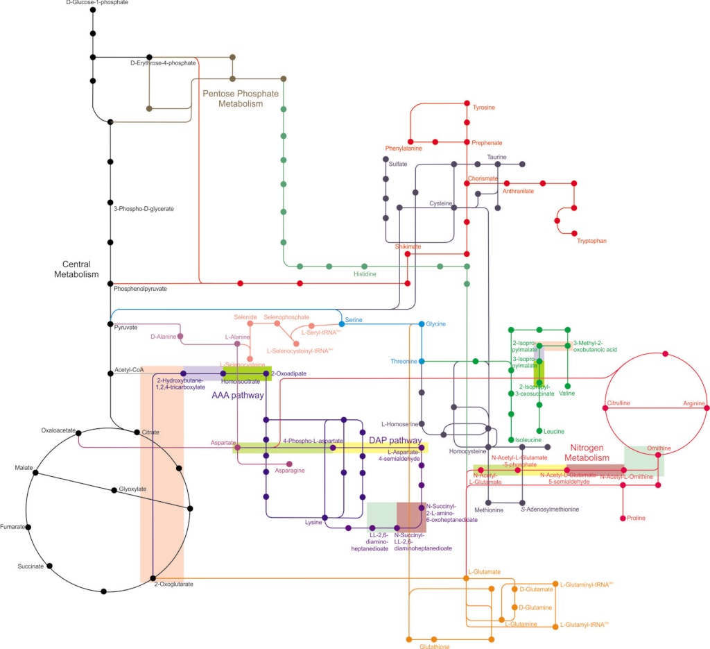 Major metabolic pathways and their inadequacy for origin of life proposals Fig2_g12