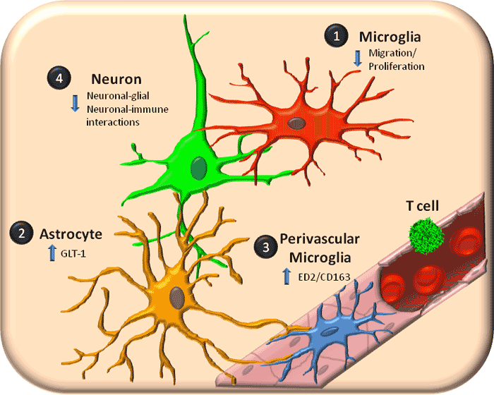 Microglia the Most Intelligent Brain Cells Fig_310