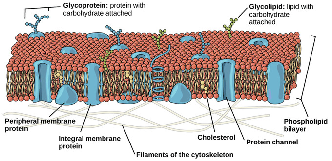 Cell Membranes, origins through natural mechanisms, or design ? Figure11