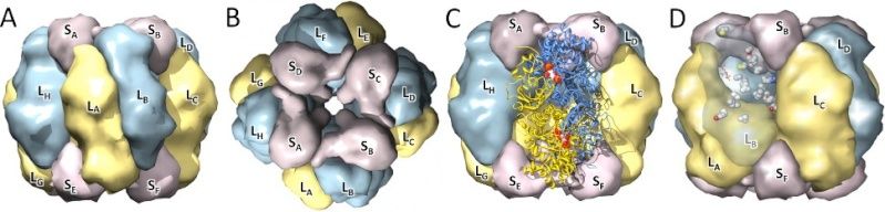 The Rubisco enzymes amazing evidence of design Figure12