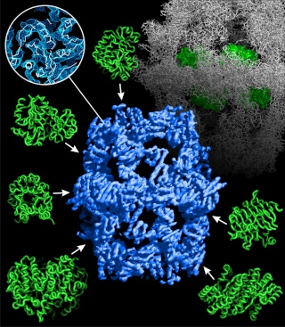 The amazing fatty acid synthase nano factories, and origin of life scenarios Figure15