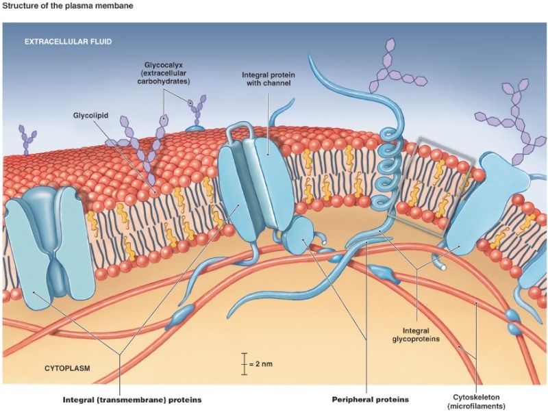 Carbohydrates and glycobiology:  the "3rd alphabet of life" after DNA and proteins Glycoc10