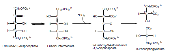 The Calvin Benson cycle Hjkhkk10