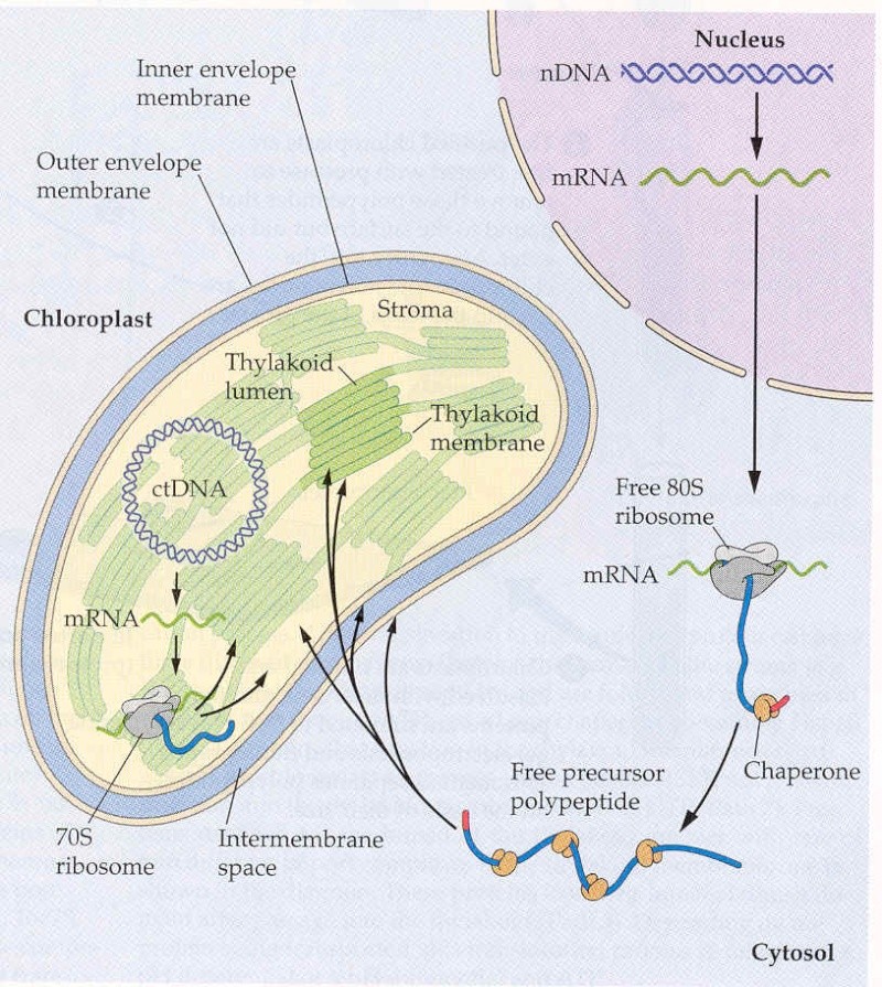 Pathways and mechanisms of protein import and targeting in chloroplasts Image210