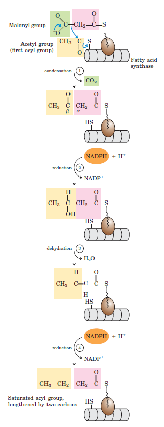 The amazing fatty acid synthase nano factories, and origin of life scenarios Iuouio10