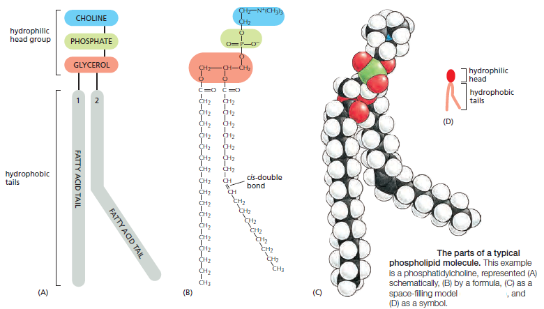 Cell Membranes, origins through natural mechanisms, or design ? Jkljqz10