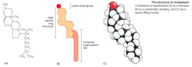 Cell Membranes, origins through natural mechanisms, or design ? Jkljqz11