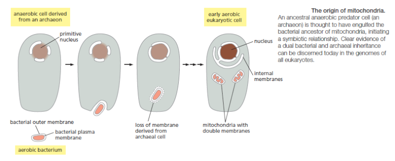Cell Membranes, origins through natural mechanisms, or design ? Jlr50s11
