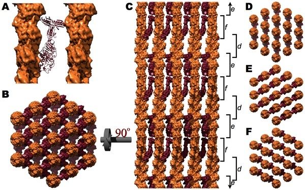  The dramatic cellular morphology of the Microvillar Cytoskeleton Journa11