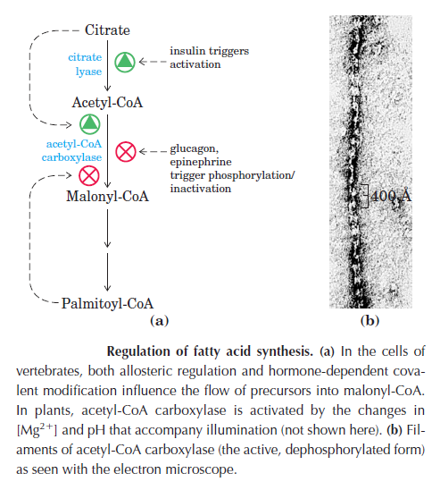 The amazing fatty acid synthase nano factories, and origin of life scenarios Klykly10