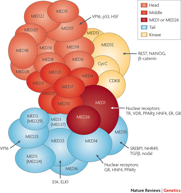 Protein Complexes Help Form 3D shape of Chromatin Mediat10