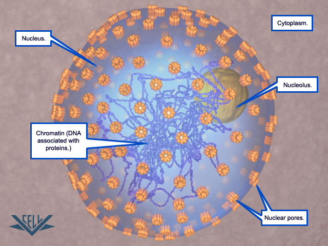 The Cell cycle Mitosi10