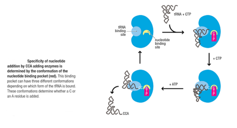 Transfer RNA, and its biogenesis Molecu10