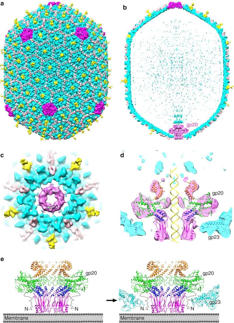 The amazing design of the T4 bacteriophage and its DNA packaging motor Ncomms14