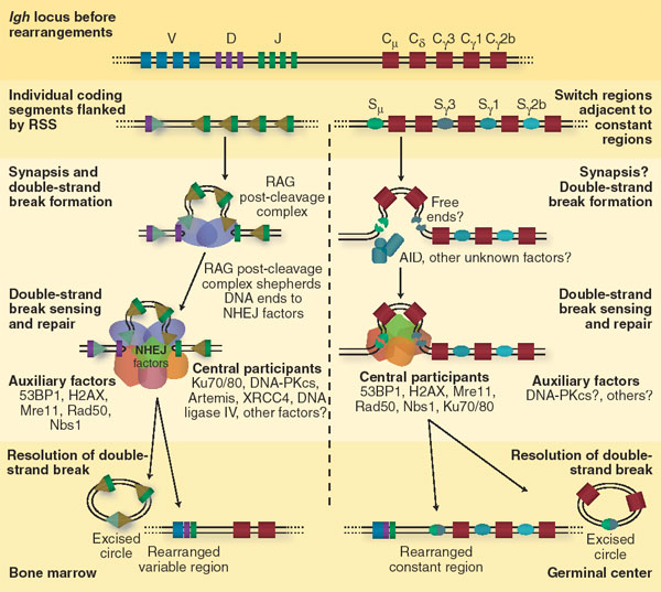 Intelligent T Cells Ni050410