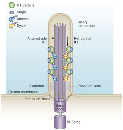 Primary Cilium a Cell’s Antenna or Its Brain Nrneur10