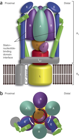 The irreducibly complex ATP Synthase nanomachine, amazing evidence of design Nsmb_117