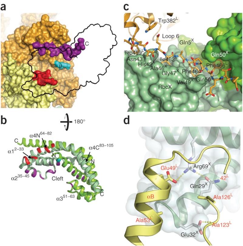 The Rubisco enzymes amazing evidence of design Nsmb_213