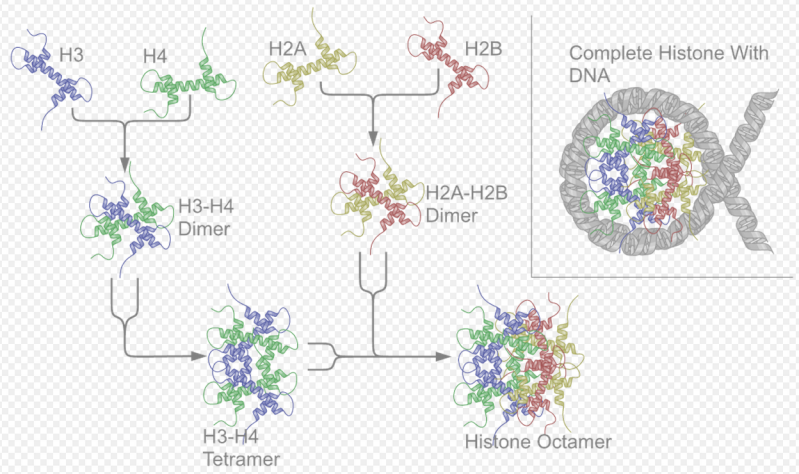 Histones function and design Nucleo10