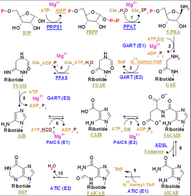 Adenine synthesis in a prebiotic earth Nucleo11