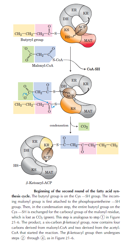 The amazing fatty acid synthase nano factories, and origin of life scenarios Ououio10