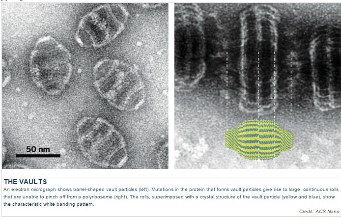 Vault particles, made by a 3d Polyribosome nano-printer Polyri11