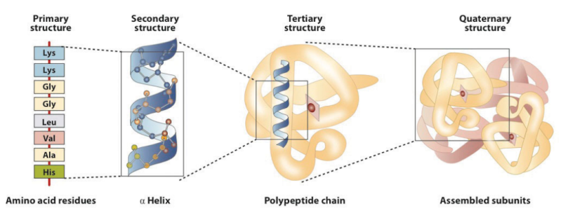 Proteins: how they provide striking evidence of design Protei10