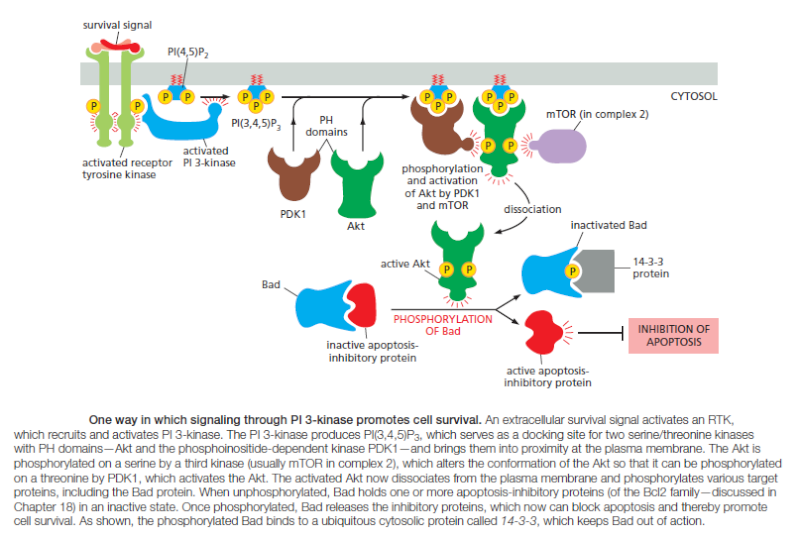 Cell Membranes, origins through natural mechanisms, or design ? Qweraa10