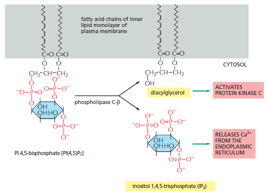 Cell Membranes, origins through natural mechanisms, or design ? Qwersd10