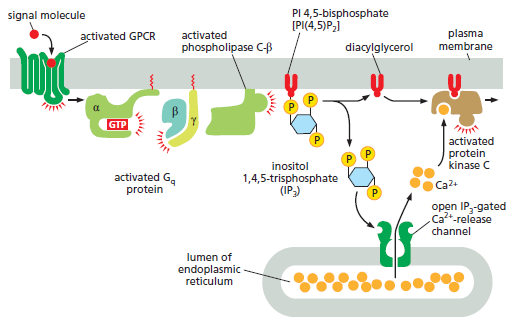 Cell Membranes, origins through natural mechanisms, or design ? Qwersd11