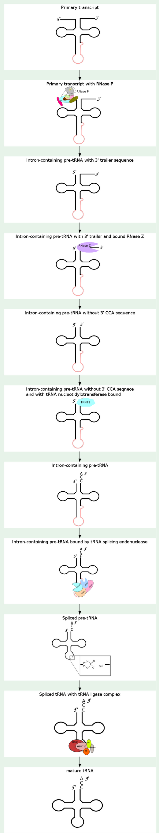 Transfer RNA, and its biogenesis Rnapat11